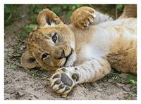 Clementoni legpuzzel Wildlife 4 puzzels 20/60/100/180 stukjes - thumbnail