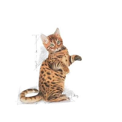 Royal Canin Kitten Sterilised kattenvoer 2 kg - thumbnail
