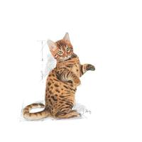 Royal Canin Kitten Sterilised kattenvoer 2 kg - thumbnail