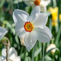 Jub Tas shade garden 50st - thumbnail