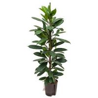 Ficus cyathistipula 2pp L hydrocultuur plant - thumbnail