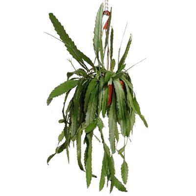 Lepismium Houlletianum (Rhipsalis) - P 25 cm Lepismium Houlletianum (Rhipsalis) - P 25 cm