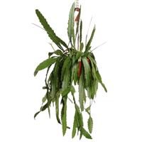 Lepismium Houlletianum (Rhipsalis) - P 25 cm - thumbnail