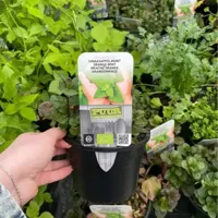 Puur kruiden Sinaasappelmunt - thumbnail