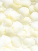 Witte rozenblaadjes - thumbnail