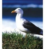 Animal Essences Seagull (zeemeeuw) 30 Milliliter