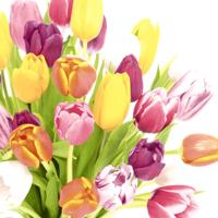 Duni Servetten Beautiful Tulips 33x33cm - thumbnail