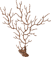 Serip - Sea Fan wandlamp - thumbnail