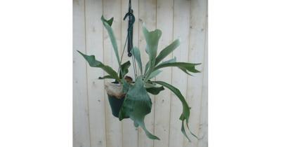 Hangplant Hertshoornvaren Platycerium Warentuin Natuurlijk - Warentuin natuurlijk