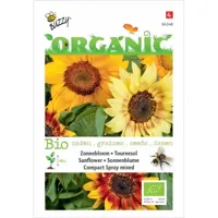 Biologische Helianthus, Zonnebloem Compact Spray - thumbnail