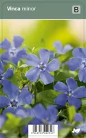 V.I.P.S. Vinca minor - kleine maagdenpalm p9 - thumbnail