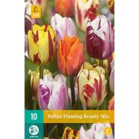 Tulp flaming beauty mix 7 bollen - thumbnail