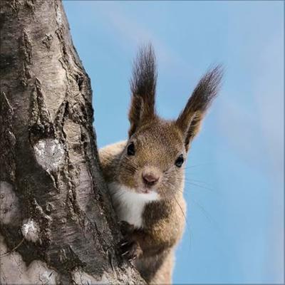 Eekhoorn Kalender 2026