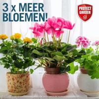 Sanium Stick Kamerplanten 20st - thumbnail