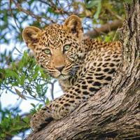 Big Cats Kalender 2026 - thumbnail