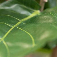 Lyrata Deluxe Y Kunstboom 130cm in pot - thumbnail