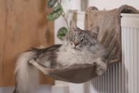 Beeztees Radiatorhangmat Sleepy Grijs - thumbnail