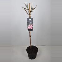 Trosroos op stam (rosa "The Fairy"®) - Stam 90 cm - 1 stuks - thumbnail