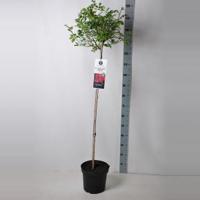 Treurroos op stam (rosa "Rambling Rosie"®) - thumbnail