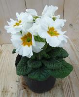 5 stuks! Perk Plant Warentuin Primula Wit Goud Sleutelbloem Warentuin Natuurlijk - Warentuin natuurlijk - thumbnail