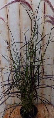 Rood gras 50 cm Imperata Warentuin Natuurlijk - Warentuin natuurlijk