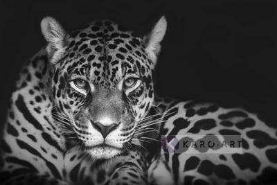 Schilderij - Jaguar in zwart en wit, premium print, 2 maten , Wanddecoratie