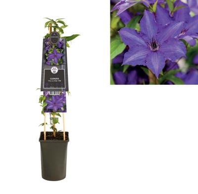 Klimplant Clematis Viva La Vida PBR Bosrank 75 cm Van der Starre - Van der starre