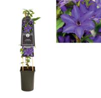 Klimplant Clematis Viva La Vida PBR Bosrank 75 cm Van der Starre - Van der starre - thumbnail