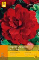 Begonia grandiflora rood - thumbnail