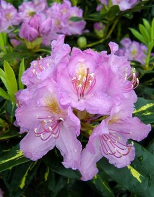 Rhododendron