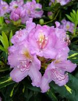 Rhododendron - thumbnail