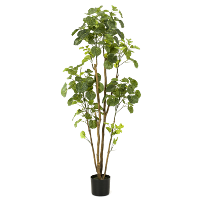 Kunstplant Boom Polyscias - 160cm