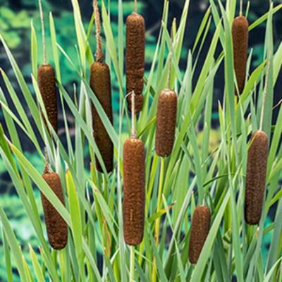 Moerings Typha angustifolia - Kleine lisdodde