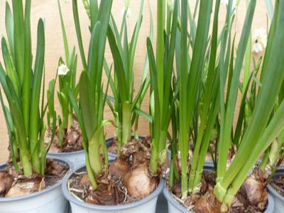 Zomerklokje Leucojum Narcis 10 in een tray kleur wit Warentuin Natuurlijk - Warentuin natuurlijk