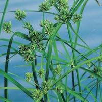 Parapluplant (Cyperus alternifolius) moerasplant (6-stuks) - thumbnail