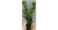 Prunus Rotundifolia 70 cm Laurierkers Warentuin Natuurlijk - Warentuin natuurlijk - thumbnail
