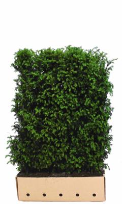Kant & klaar haag Taxus baccata 80 x 100 cm breed Venijnboom Quickhedge - Quickhedge