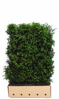 Kant & klaar haag Taxus baccata 80 x 100 cm breed Venijnboom Quickhedge - Quickhedge - thumbnail