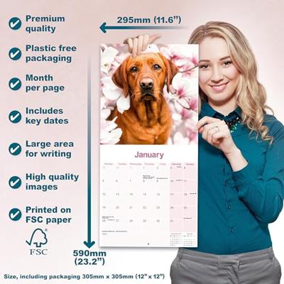 Labrador Retriever Rood Kalender 2026 Labrador Retriever Rood Kalender 2026