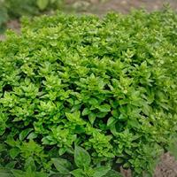 Basilicum zaden grove Ocimum Basilicum - thumbnail