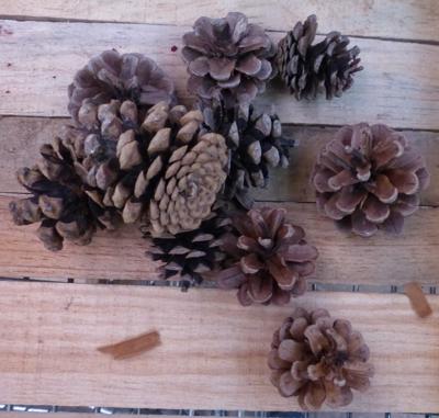 Normale dennenappels 1 schep Warentuin Natuurlijk - Warentuin natuurlijk