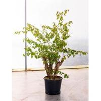 Bougainvillea glabra bonsai kamerplant - thumbnail