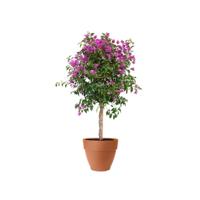 Elho bloempot Vibia Campana 65cm terra - thumbnail