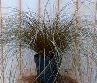 Bruin gras 30 cm Warentuin Natuurlijk - Warentuin natuurlijk - thumbnail