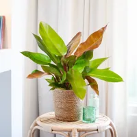 Philodendron Prince of Orange - Prins van Oranje - P17 - thumbnail