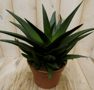 Hawortia Fasciata Viridi kamerplant Zebraplant Warentuin Natuurlijk - Warentuin natuurlijk