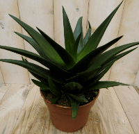 Hawortia Fasciata Viridi kamerplant Zebraplant Warentuin Natuurlijk - Warentuin natuurlijk - thumbnail