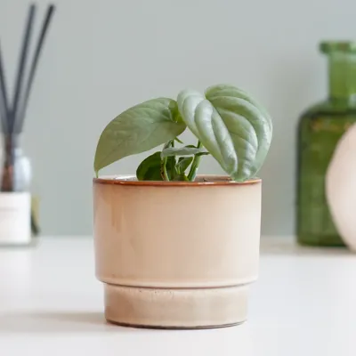 Amydrium Medium Silver (mini) - P6 Amydrium Medium Silver (mini) - P6