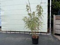 Fargesia Rufa - Bamboe - 120cm - thumbnail