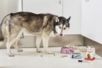 Viltstift edding 500 schuin 2-7mm ass - thumbnail